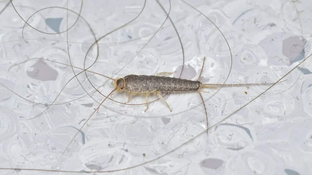 Silverfish insect with long antennae on a floor surface.