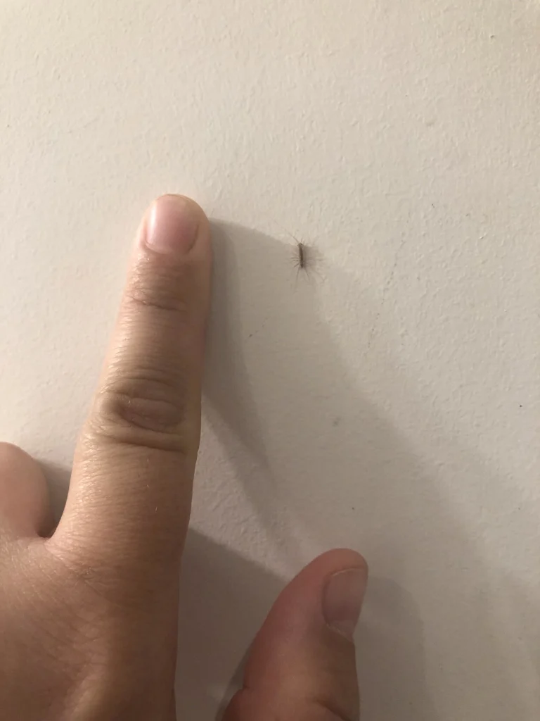Small house centipede on a white wall near a finger.