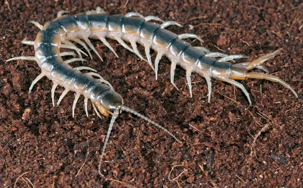 a blue centipede with green-blue legs on soil