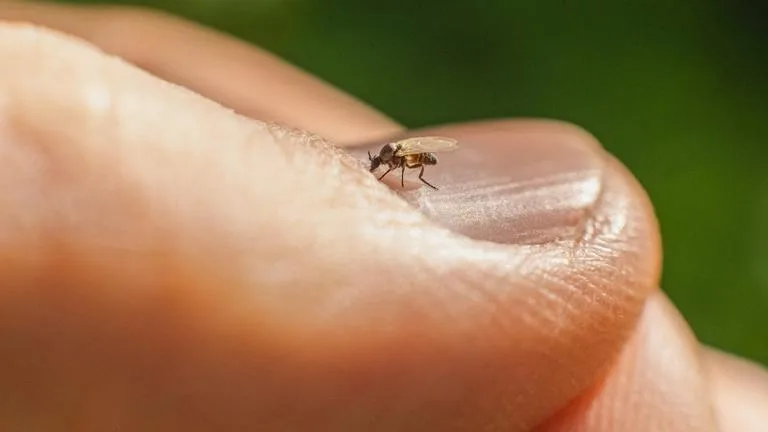 biting midge on thumb nail