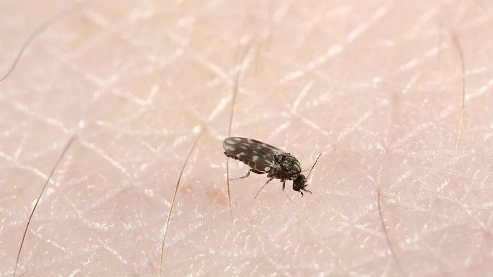 biting midget on human skin close up view