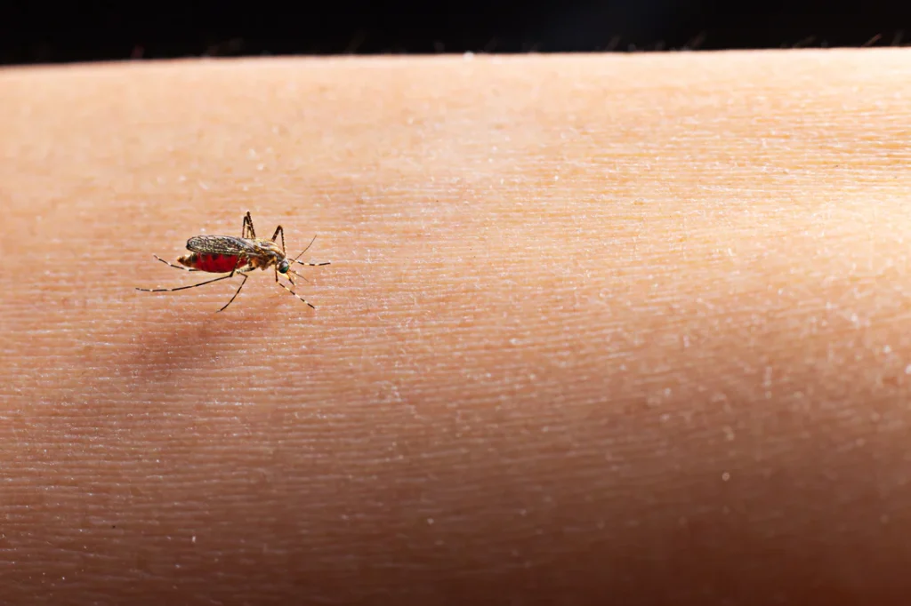no see um feeding on human skin